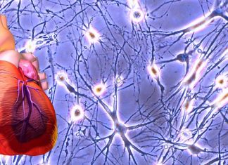Scientists rejuvenate both the muscle cells and vascular systems of the heart by utilizing two types of stem cells