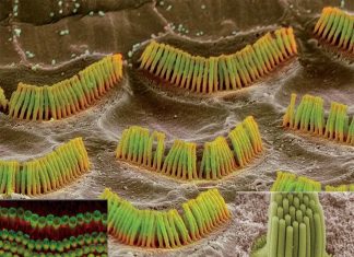 Researchers identified proteins that may hold a key to future therapies to restore hearing in people