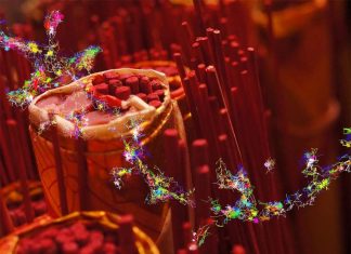 Heart muscle can continue to die even after restoring blood following a heart attack but a tiny RNA can helps the heart