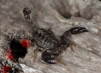 Australian Black Rock scorpion toxin may help solve mystery of chronic pain