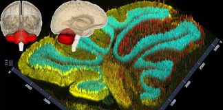 Acute cerebellar inflammation create a temporary decrease in motivation and sociability