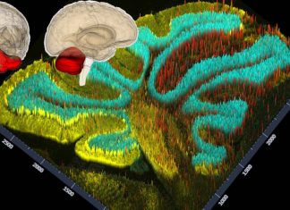 Acute cerebellar inflammation create a temporary decrease in motivation and sociability