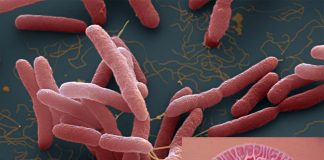 Reserarchers found compound for the treatment of melioidosis