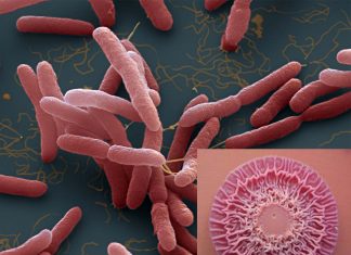 Reserarchers found compound for the treatment of melioidosis