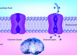 Calcium channel blockers may be effective in treating memory loss