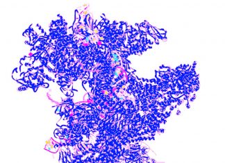 Researchers discovered the function of DHX8 protein which control cancer progression and drug resistance