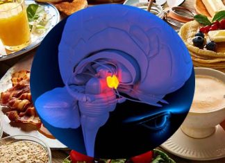 High-fat diets contribute to irregularities in the hypothalamus region of the brain