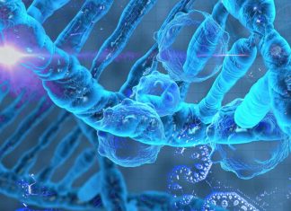 Human ageing processes may hinder cancer development