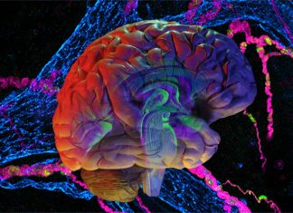 Microbiome communicates with cells producing serotonin to influence blood sugar levels
