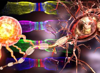Modified flavonoid promotes healing of myelin in nervous system disorders