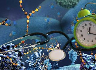 The biological clock influences immune response efficacy