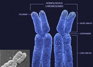 New research has confirmed that the presence of XX sex chromosomes increases the amount of fat circulating in the blood