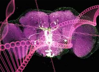 A metabolite can predict cancer or ASD