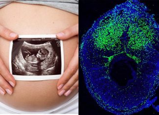 A woman’s bone marrow may determine her ability to start and sustain a pregnancy