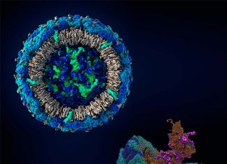 Dengue virus changes its shape through mutations in Envelope (E) protein to evade vaccines and therapeutics