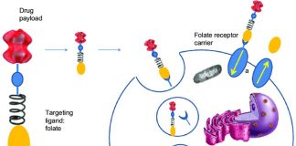 B-vitamin folate help to delivery anti cancer drug