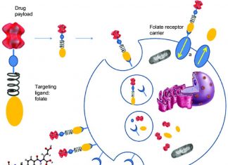 B-vitamin folate help to delivery anti cancer drug