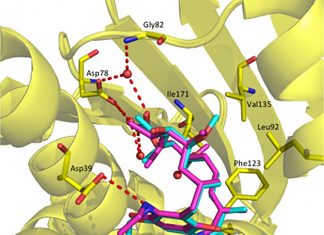 Geldanamycin – antitumor antibiotic used in chemotherapy – decrease motor neurons’ trophic pathways putting nerve cells at risk