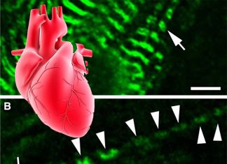 Scientists have unveiled clues into why some cancer patients develop a serious heart condition after chemotherapy