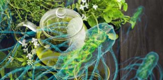 Green tea may help in the fight against antibiotic-resistant bacteria