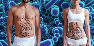 The gut microbes help muscle growth