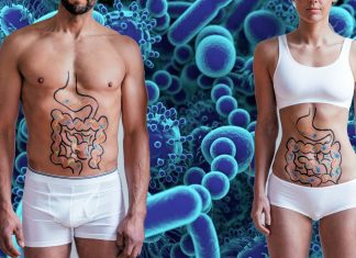 The gut microbes help muscle growth