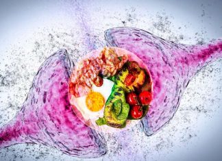 Alzheimer’s disease is associated with specific changes in gut bacteria – ketogenic Mediterranean diet can impact the development of dementia