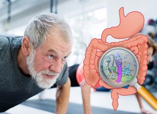 Microbiome may impact muscle mass and physical function