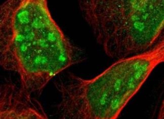 Insulin homeostasis : protein Atp6ap2 is essential for the correct functioning of pancreatic beta cells