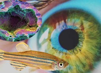 Zebrafish may hold the secret to regenerating damaged retinas in humans