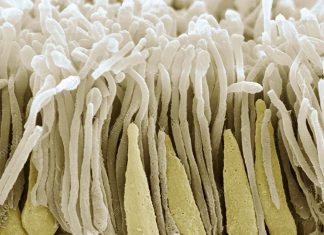 How is the retina formed?