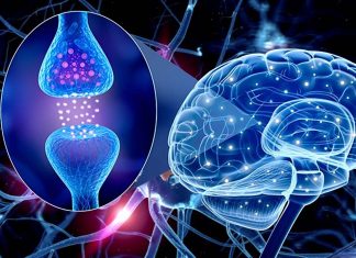 Researchers say serotonin may play in breathing problems associated with epileptic seizures