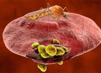 Immunological signatures can predict whether malaria-infected children will develop fever or other symptoms