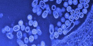 Influenza A viruses spawn epidemics – scientists discovered vulnerable targets in RNA polymerase