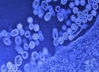 Influenza A viruses spawn epidemics – scientists discovered vulnerable targets in RNA polymerase