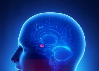 Amygdala is a critical site of action for pain modulation