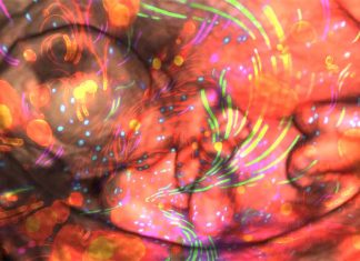 Human fetus have it’s own microbiome which is transmitted from the mother