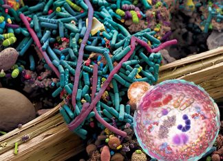 Manipulating gut bacteria before chemotherapy reduces cognitive and mood problems