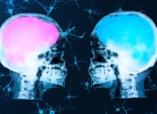 Memory and emotion – Male / female differences in the development of brain