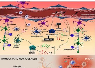 Microglia cells repairing damage to neurons while we sleep