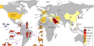 Middle East respiratory syndrome coronavirus – diabetes contributes to mortality