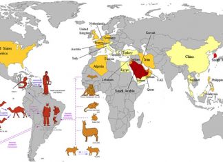 Middle East respiratory syndrome coronavirus – diabetes contributes to mortality