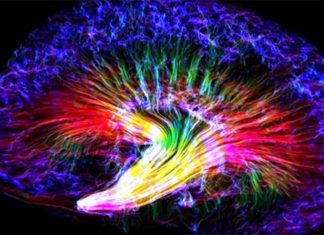 Neural pathways for learning differ depending on how each person has learned a new skill
