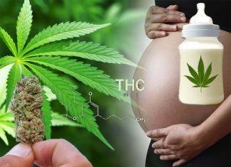 Pregnant women who take THC damage the brain of the offspring