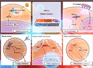 An inactive receptor in cancer cells prevents the drugs from reactivating the immune system