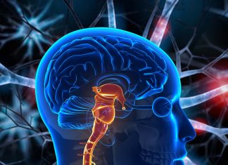Researchers identified gene variants influence size of brain stem