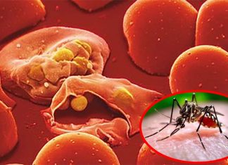 Researchers describes how malaria Plasmodium parasites preparing blueprint to strike in humans