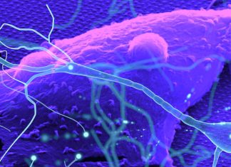 Researchers developed ultrasensitive nanoscale optical probes to monitor the bioelectric activity of neurons and other excitable cells