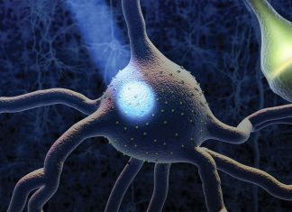 Using optogenetics weaker memory reactivation and promoted forgetting