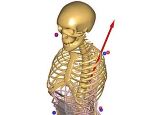 New approach to simulate musculoskeletal architectures